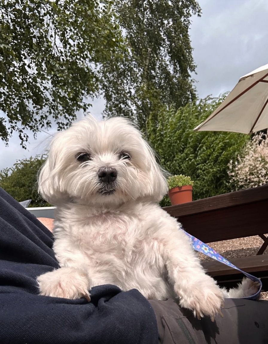Canine Care Visits