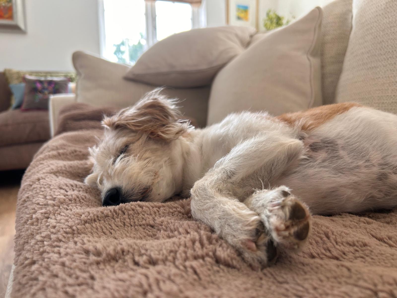 Relaxed dog sleeping on a cosy blanket at home