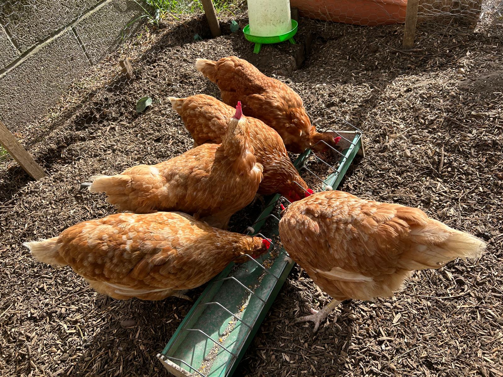 Poultry & Avian Care
