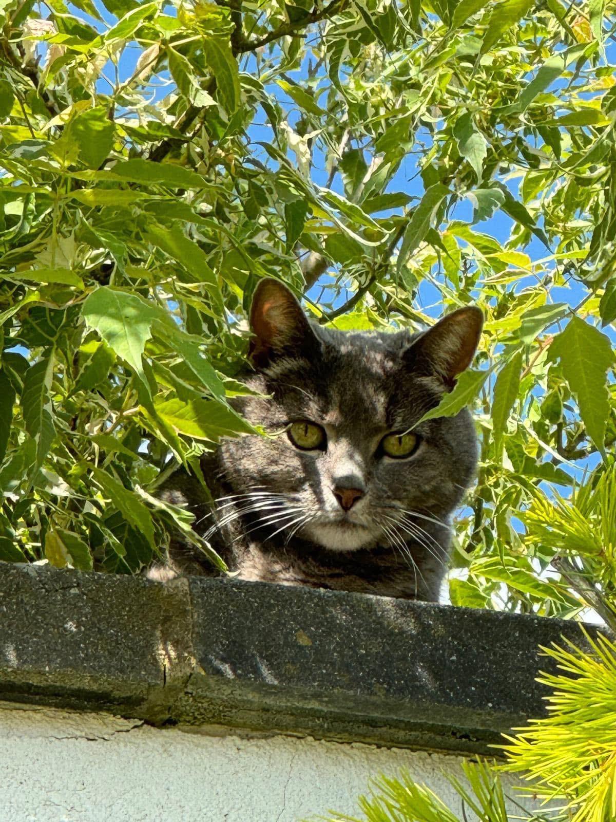 Cat Visits
